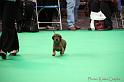 Crufts2011_2 764